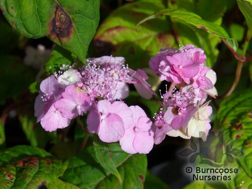 HYDRANGEA serrata 'Yae-No-Amacha' 